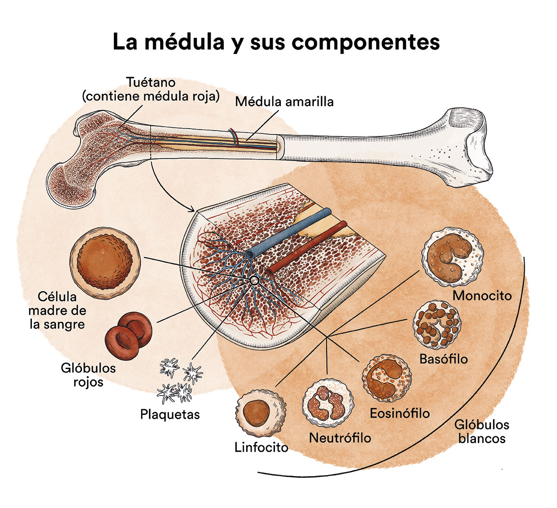 Medula Osea Y Componentes